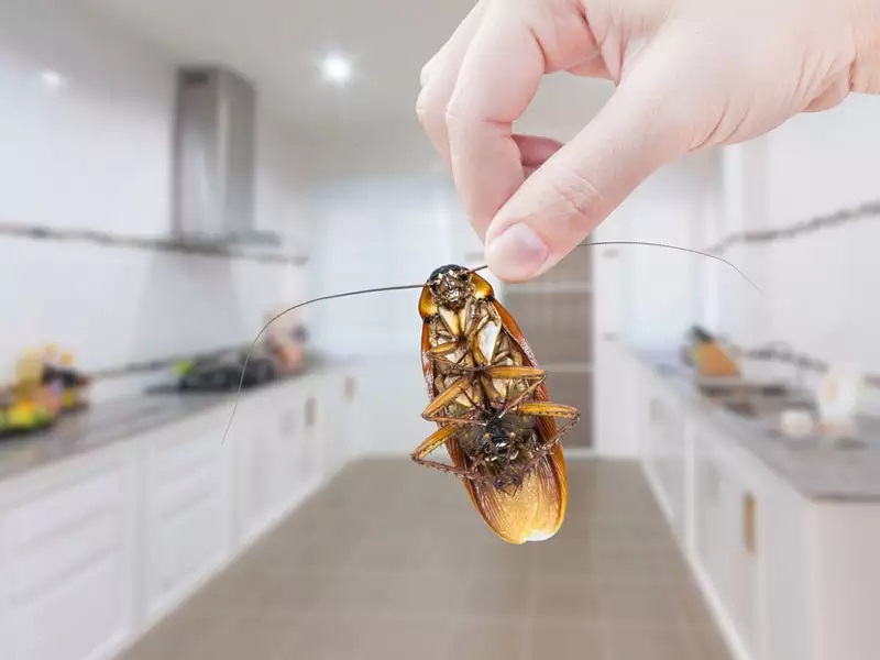 Best Ways to Catch Cockroaches
