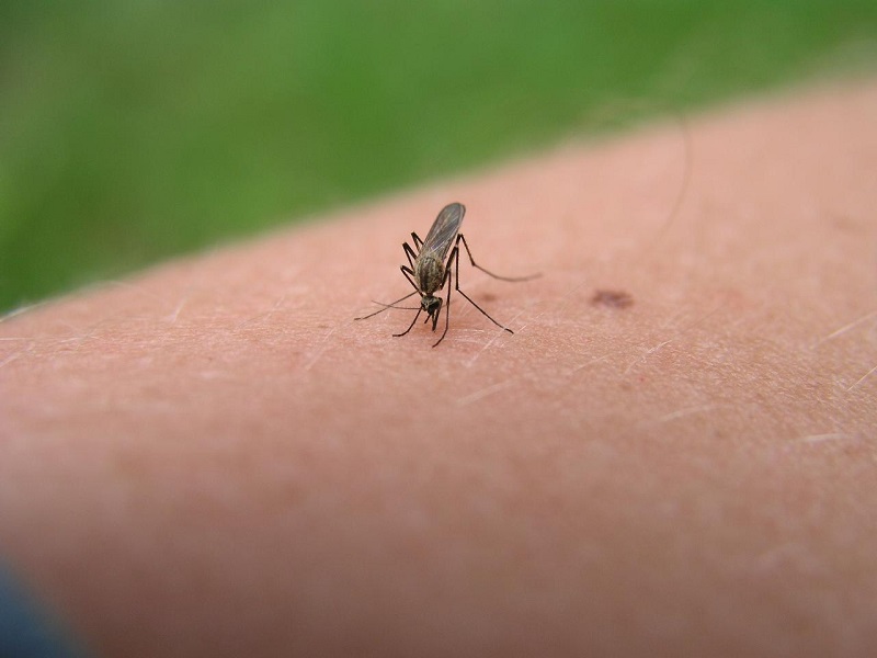 Why Preventing Mosquitoes Bites is Way better than its Cure?