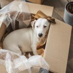 How To Make Moving With Your Pet Easier